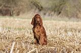 SETTER IRLANDAIS 468